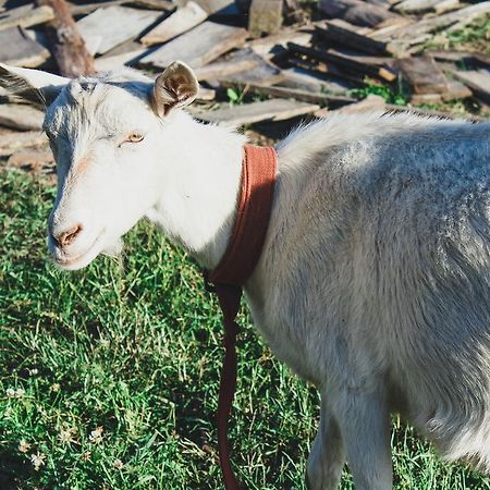 Medny Dvor Farm StayMedna エクステリア 写真