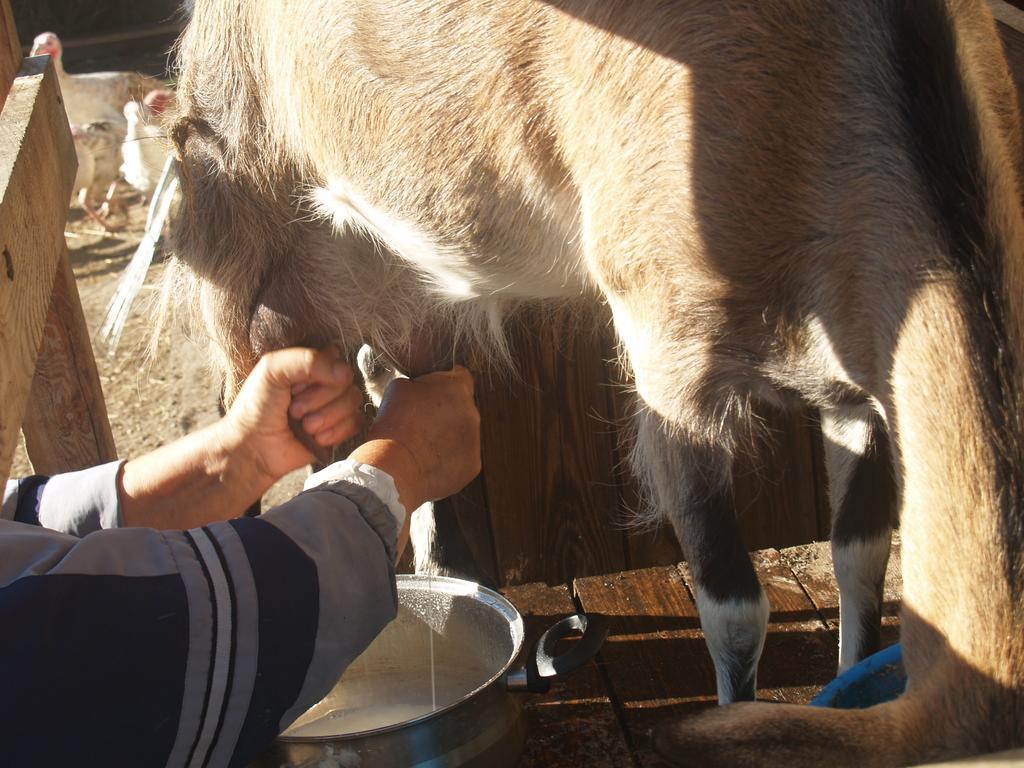 Medny Dvor Farm StayMedna エクステリア 写真