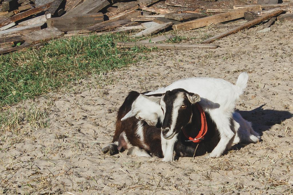 Medny Dvor Farm StayMedna エクステリア 写真