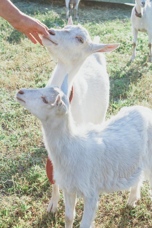 Medny Dvor Farm StayMedna エクステリア 写真