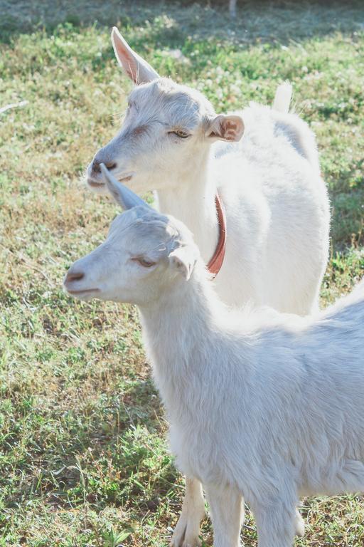 Medny Dvor Farm StayMedna エクステリア 写真