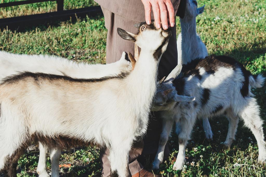 Medny Dvor Farm StayMedna エクステリア 写真
